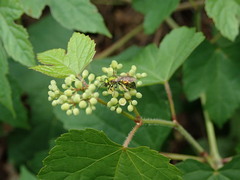Augochlora pura