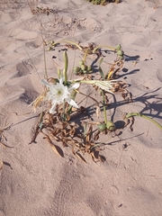 Pancratium maritimum
