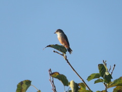 Pyrocephalus rubinus