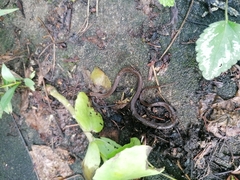 Storeria occipitomaculata