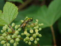Augochlora pura