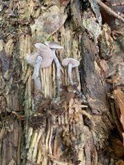 Pseudobaeospora