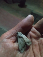 Ophiusa tirhaca