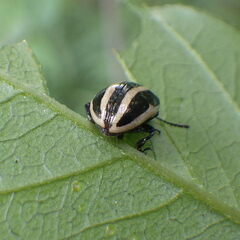 Calligrapha californica