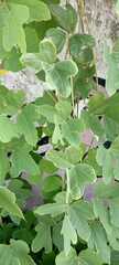Pueraria montana