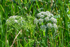 Cicuta douglasii
