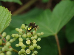 Augochlora pura