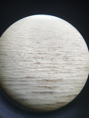 Melanitta americana image