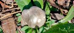 Agaricales