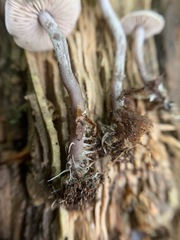 Pseudobaeospora