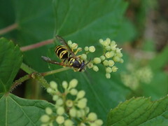Vespula maculifrons