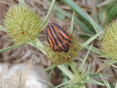Graphosoma semipunctatum
