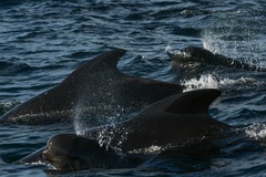 Globicephala melas melas