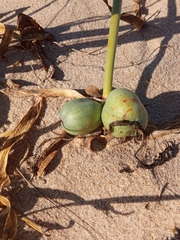 Pancratium maritimum