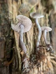 Pseudobaeospora