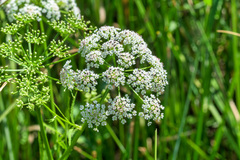 Cicuta douglasii