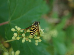 Vespula maculifrons
