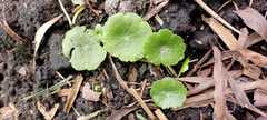 Hydrocotyle bonariensis