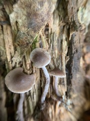 Pseudobaeospora