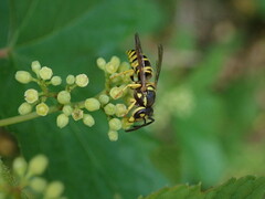 Vespula maculifrons