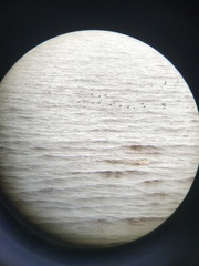Melanitta americana image