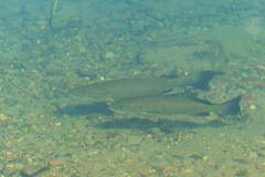Micropterus dolomieu