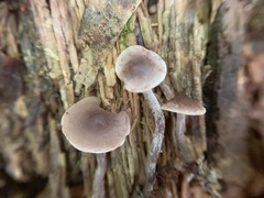 Pseudobaeospora