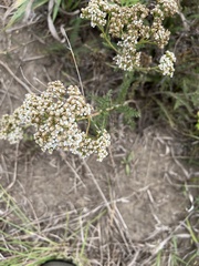 Achillea millefolium
