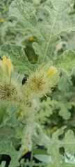 Cucujiformia