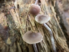 Pseudobaeospora