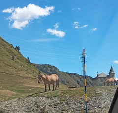 Equus caballus