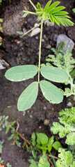 Senna multiglandulosa