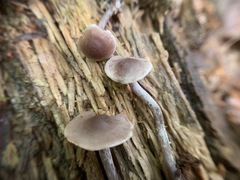 Pseudobaeospora