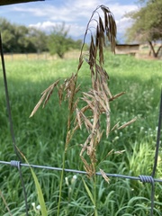 Bromus