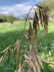 Bromus