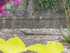 Podarcis muralis