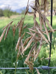 Bromus