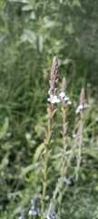 Verbena carolina