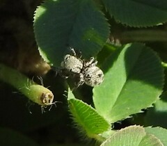 Habronattus hirsutus