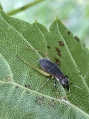 Phyllopalpus pulchellus