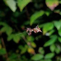 Micrathena sagittata