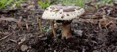 Rhacodium