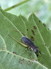 Phyllopalpus pulchellus