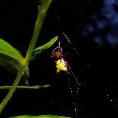 Micrathena sagittata