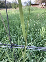 Bromus