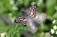 Pyrginae