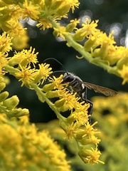 Isodontia