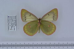 Colias hyperborea