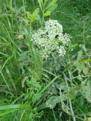 Peucedanum palustre