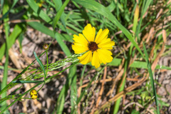 Coreopsis tinctoria